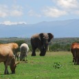 Elephant and Cattle, 2011.jpg